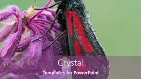  Presentation with moth - Slide set consisting of transparent-burnet-moth-zygaena-purpuralis background and a violet colored foreground