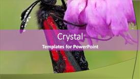  Presentation with moth - Beautiful slide deck featuring transparent-burnet-moth-zygaena-purpuralis backdrop and a purple colored foreground