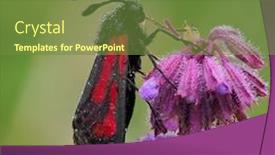  Presentation with moth - Beautiful presentation theme featuring transparent-burnet-moth-zygaena-purpuralis backdrop and a tawny brown colored foreground