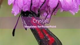  Presentation with moth - PPT theme with transparent-burnet-moth-zygaena-purpuralis background and a violet colored foreground