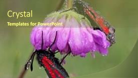  Presentation with moth - Colorful slides enhanced with transparent-burnet-moth-zygaena-purpuralis backdrop and a tawny brown colored foreground