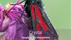  Presentation with moth - Audience pleasing slide deck consisting of transparent-burnet-moth-zygaena-purpuralis backdrop and a violet colored foreground