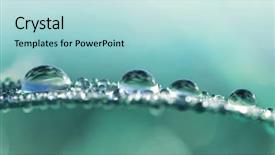  Presentation with water drops - PPT theme having transparent drops of water dew background and a light blue colored foreground