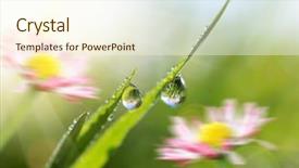  Presentation with dew - Presentation design consisting of transparent drops of water dew background and a cream colored foreground