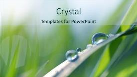  Presentation with spring nature grass - Slide set consisting of transparent drops of water dew background and a  colored foreground