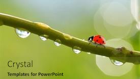  Presentation with ladybug - Presentation theme enhanced with transparent-drops-of-water-witch background and a gold colored foreground