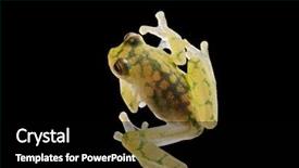  Presentation with ecuador - Audience pleasing PPT theme consisting of transparent glass frog hyalinobatrachium valeroi small tree frog from the amazon rain forest this tropical animal lives in the rainforest of costa rica panama colombia and ecuador backdrop and a black colored foreground
