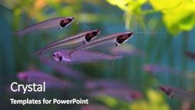  Presentation with under water - Presentation consisting of transparent glass or ghost catfish background and a dark gray colored foreground