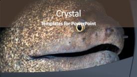  Presentation with shrimp - Audience pleasing presentation theme consisting of transparent shrimp cleaning moray eel backdrop and a  colored foreground