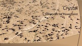  Presentation with pond - Cool new presentation theme with transperancy - tadpoles in a pond backdrop and a coral colored foreground