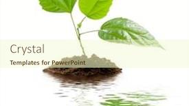  Presentation with transplant - Colorful theme enhanced with flower research - transplant of a tree isolated backdrop and a cream colored foreground