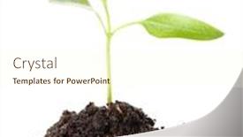  Presentation with transplant - Presentation theme having transplant-of-a-tree background and a cream colored foreground