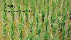  Presentation with thailand - PPT theme with transplanted-rice-in-thailand background and a seafoam green colored foreground