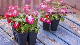  Presentation with home garden - Beautiful slide deck featuring transplanting into a home garden backdrop and a coral colored foreground