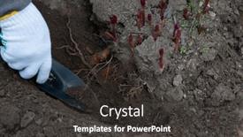  Presentation with rhizomes - PPT layouts with transplanting-peony-rhizomes-in-early background and a dark gray colored foreground