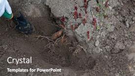  Presentation with rhizomes - PPT layouts enhanced with transplanting-peony-rhizomes-in-early background and a dark gray colored foreground