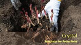  Presentation with rhizomes - Presentation design having transplanting-peony-rhizomes-in-prepared background and a tawny brown colored foreground