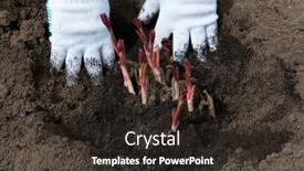  Presentation with rhizomes - Presentation theme having transplanting-peony-rhizomes-in-prepared background and a tawny brown colored foreground