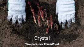  Presentation with rhizomes - Presentation consisting of transplanting-peony-rhizomes-in-prepared background and a wine colored foreground