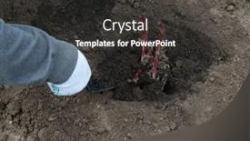  Presentation with rhizomes - PPT theme enhanced with transplanting-peony-rhizomes-in-prepared background and a dark gray colored foreground