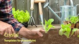  Presentation with vegetable garden - Presentation enhanced with farmer planting young seedlings background and a tawny brown colored foreground