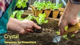  Presentation with vegetable garden - Audience pleasing presentation theme consisting of green home plants - farmer planting young seedlings backdrop and a tawny brown colored foreground