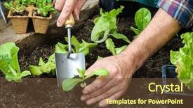 Presentation with vegetable garden - PPT theme enhanced with farmer planting young seedlings of lettuce salad in the vegetable garden background and a tawny brown colored foreground