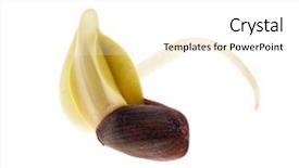  Presentation with seed germination - Cool new slides with germination - germinated seed of sunflower isolated backdrop and a white colored foreground