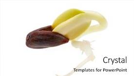  Presentation with soybean seed soy field seeding - Theme enhanced with germination - germinated seed of sunflower isolated background and a white colored foreground