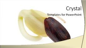  Presentation with soybean seed soy field seeding - Amazing PPT layouts having germination - germinated seed of sunflower isolated backdrop and a white colored foreground