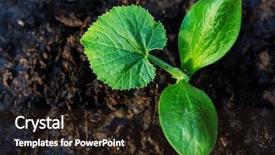  Presentation with green life - Colorful presentation design enhanced with horticulture - small spring sprout in horticultural backdrop and a wine colored foreground