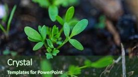  Presentation with green life - PPT layouts having horticulture - small spring sprout in horticultural background and a forest green colored foreground