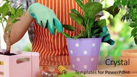  Presentation with transplant - PPT theme enhanced with  background and a  colored foreground