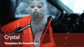  Presentation with car carrier - Colorful presentation theme enhanced with transportation - pet carrier with cute cat backdrop and a tawny brown colored foreground