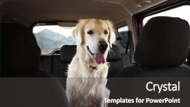  Presentation with golden car - Slide deck featuring cute labrador dog in car background and a dark gray colored foreground