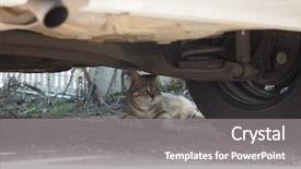  Presentation with domestic animal - Audience pleasing presentation consisting of grey domestic tabby cat housecat backdrop and a gray colored foreground