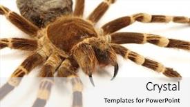  Presentation with spider - Beautiful theme featuring trap-door-spider-acanthoscurria-geniculata backdrop and a white colored foreground