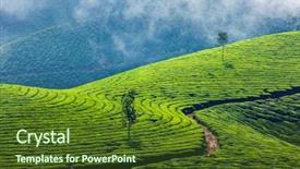  Presentation with tea plantation - PPT theme enhanced with travel background - green tea plantation background and a tawny brown colored foreground