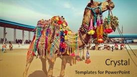  Presentation with vintage retro - Slides enhanced with travel image of decorated camel background and a gold colored foreground