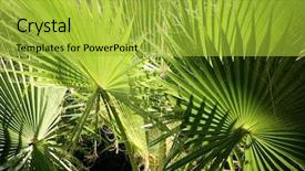  Presentation with palm oil seeds of tree - Cool new PPT theme with travel incentive - close up shot of palm backdrop and a  colored foreground