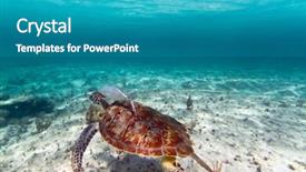  Presentation with green travel - Slides enhanced with travel mexico - green turtle in nature background and a  colored foreground