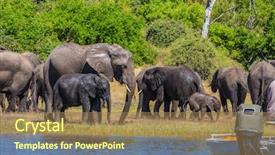  Presentation with elephants - Slides with travel to africa chobe national park in botswana watering large animals in the okavango delta elephants background and a coral colored foreground
