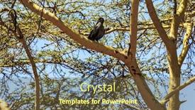  Presentation with kenya - Cool new PPT layouts with travel-to-africa-gorgeous-african backdrop and a tawny brown colored foreground