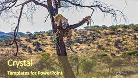  Presentation with out of africa sumatra - Amazing presentation having travel to namibia leopard feeding backdrop and a  colored foreground