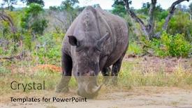 Presentation with africa tourism - Theme enhanced with travel-to-south-africa-african background and a coral colored foreground