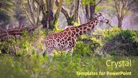  Presentation with savannah - Audience pleasing PPT theme consisting of travel-to-the-horn backdrop and a tawny brown colored foreground