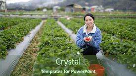  Presentation with strawberry - 