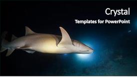  Presentation with shark - Colorful PPT theme enhanced with night scuba divers with torch backdrop and a black colored foreground