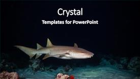  Presentation with hunting - Beautiful PPT theme featuring bonnethead shark hunting on sandy backdrop and a black colored foreground