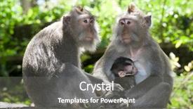  Presentation with monkey - PPT theme having  background and a  colored foreground